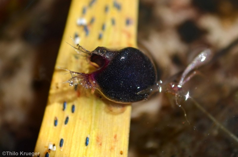 Utricularia arnhemica