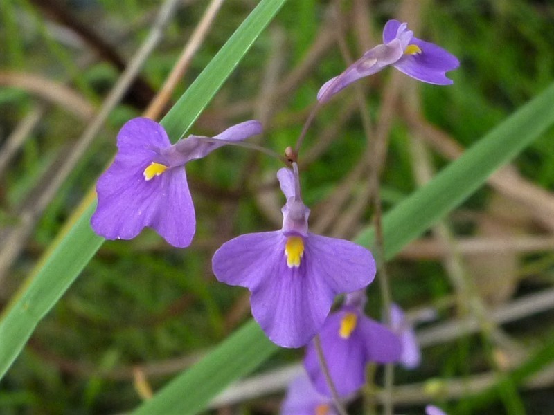 Utricularia arnhemica photo 2