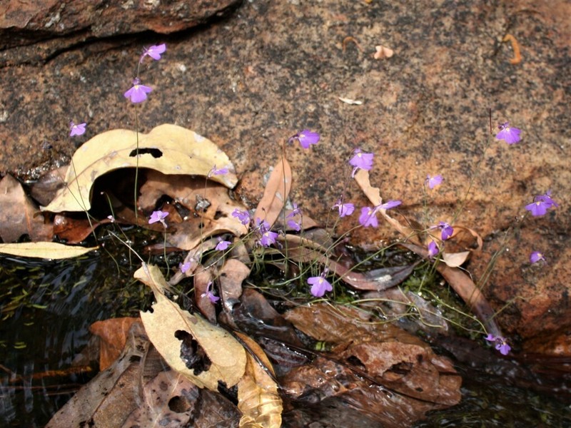 Utricularia arnhemica photo 3