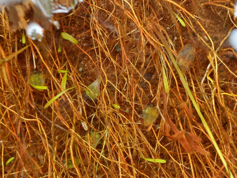 Utricularia arnhemica photo 4