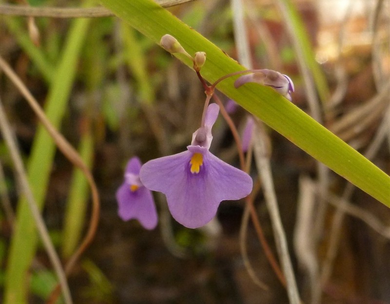 Utricularia arnhemica photo 5