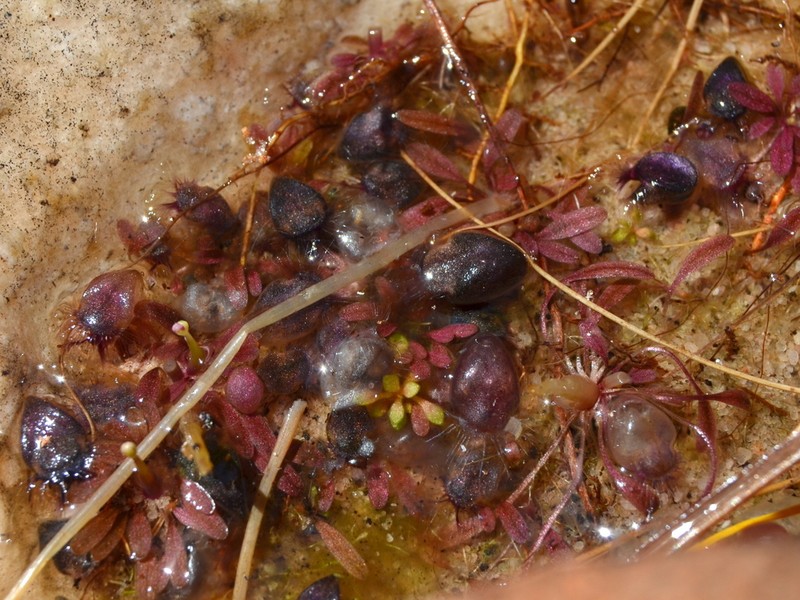 Utricularia arnhemica photo 6