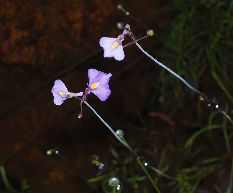 Utricularia arnhemica photo 7