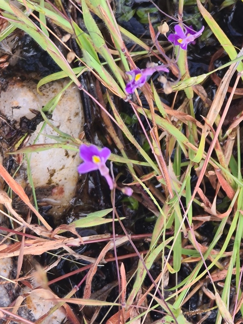 Utricularia arnhemica photo 8