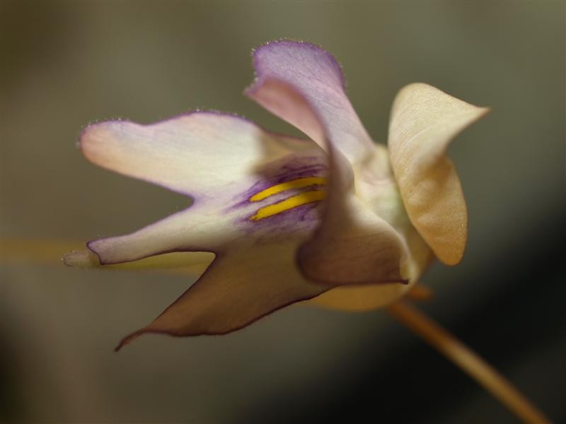 Utricularia asplundii