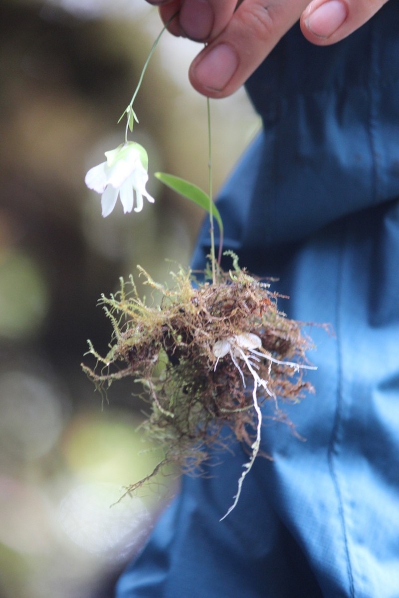 Utricularia asplundii photo 2