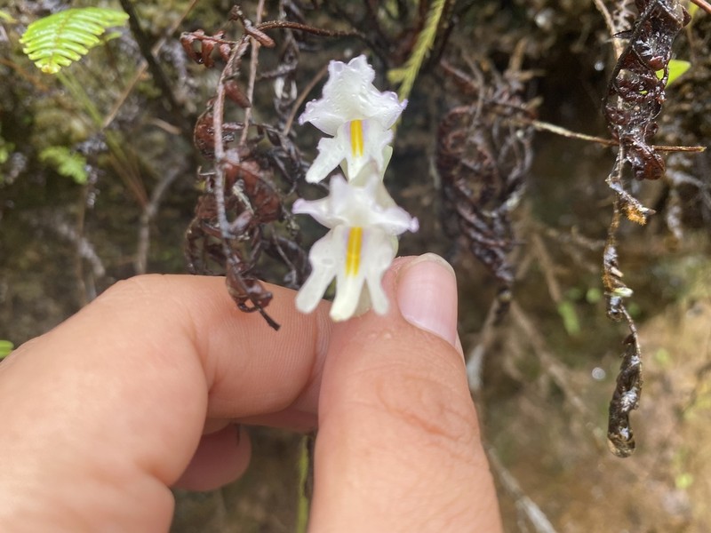 Utricularia asplundii photo 3