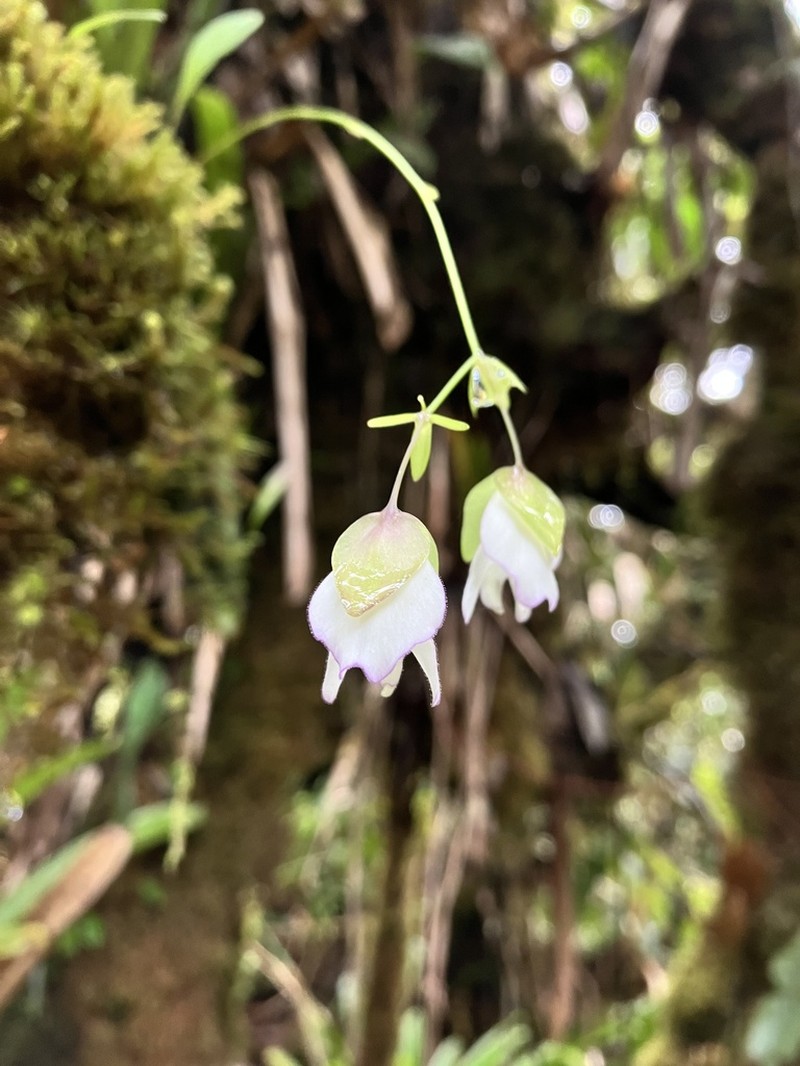 Utricularia asplundii photo 4
