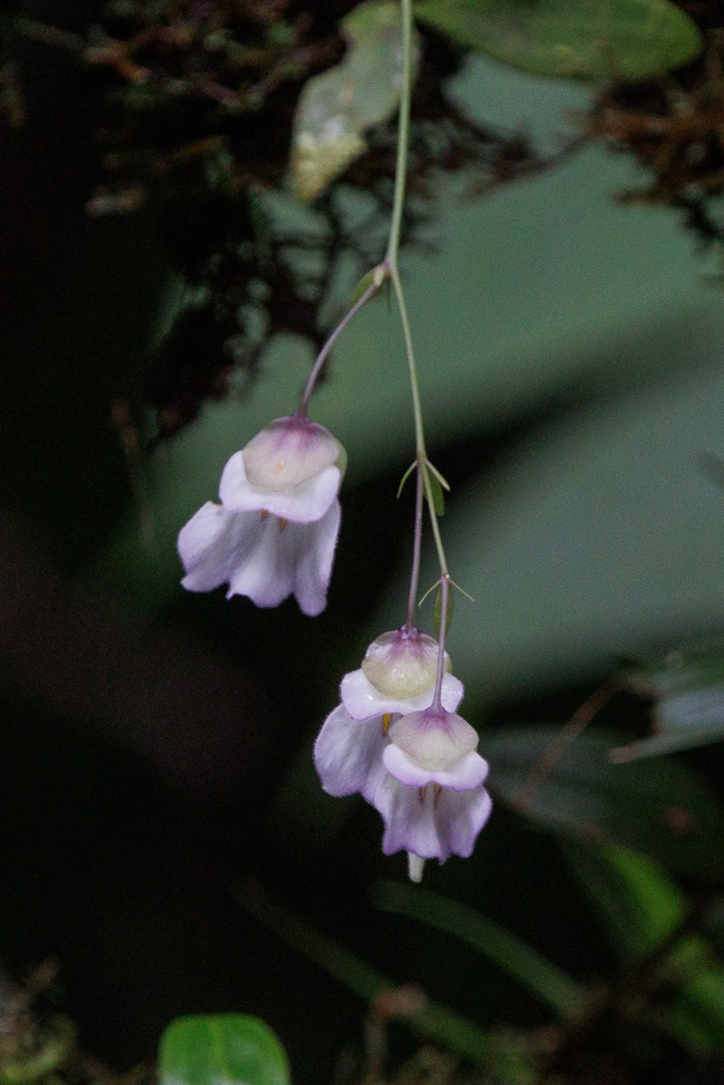 Utricularia asplundii photo 5