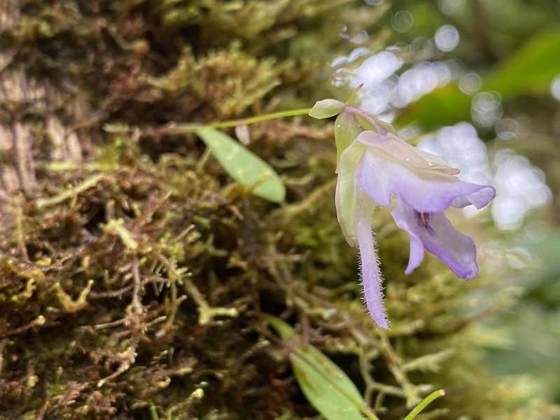 Utricularia asplundii photo 6