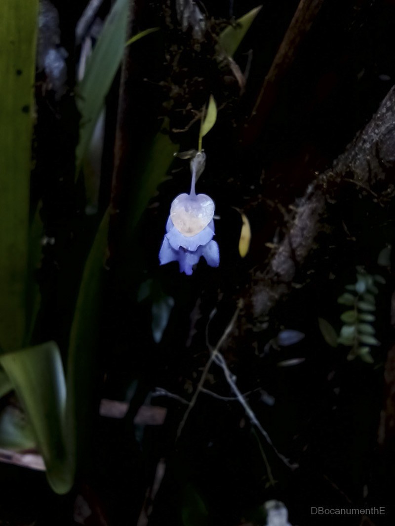 Utricularia asplundii photo 7