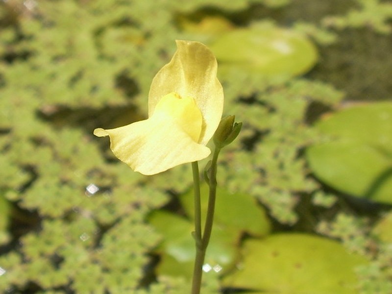 Utricularia aurea