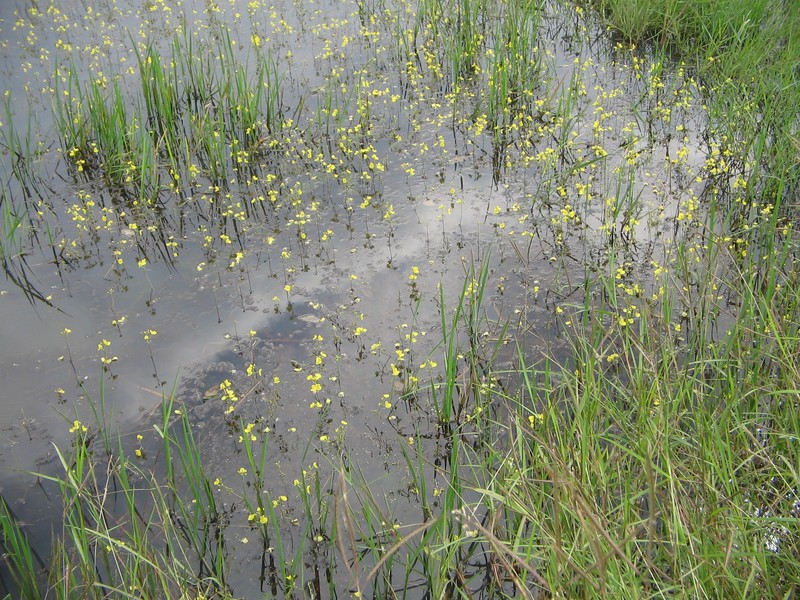 Utricularia aurea photo 2