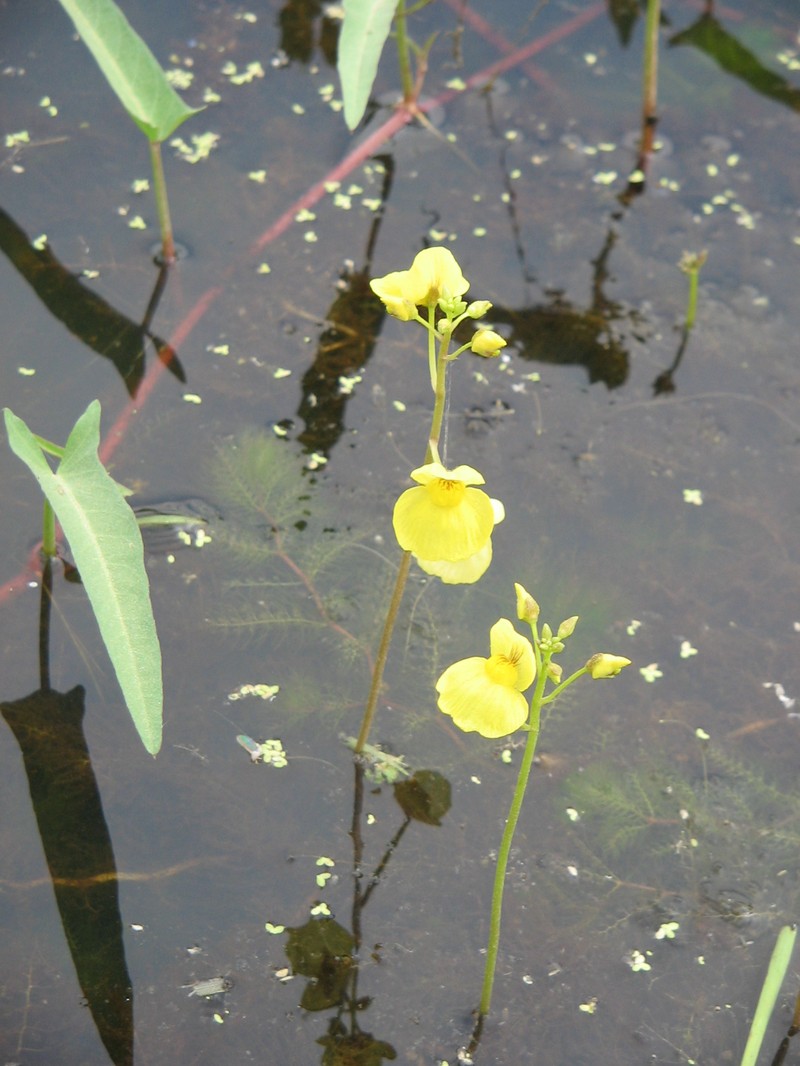 Utricularia aurea photo 3