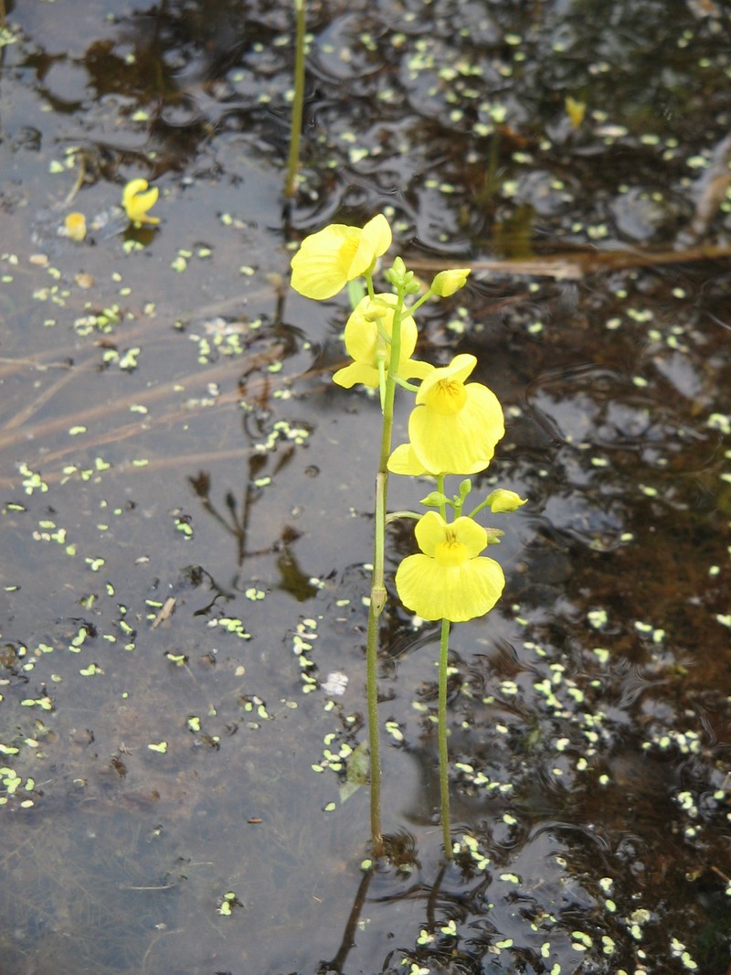 Utricularia aurea photo 4