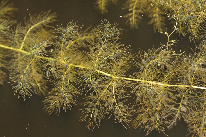 Utricularia aurea photo 5