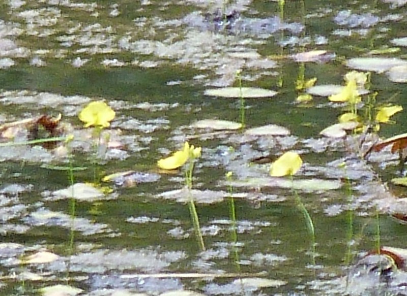 Utricularia aurea photo 6
