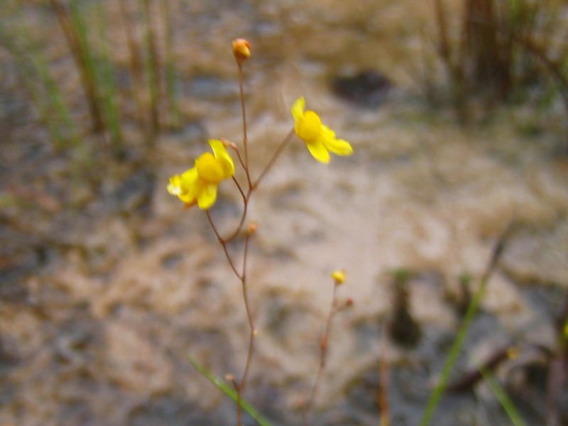Utricularia aureomaculata