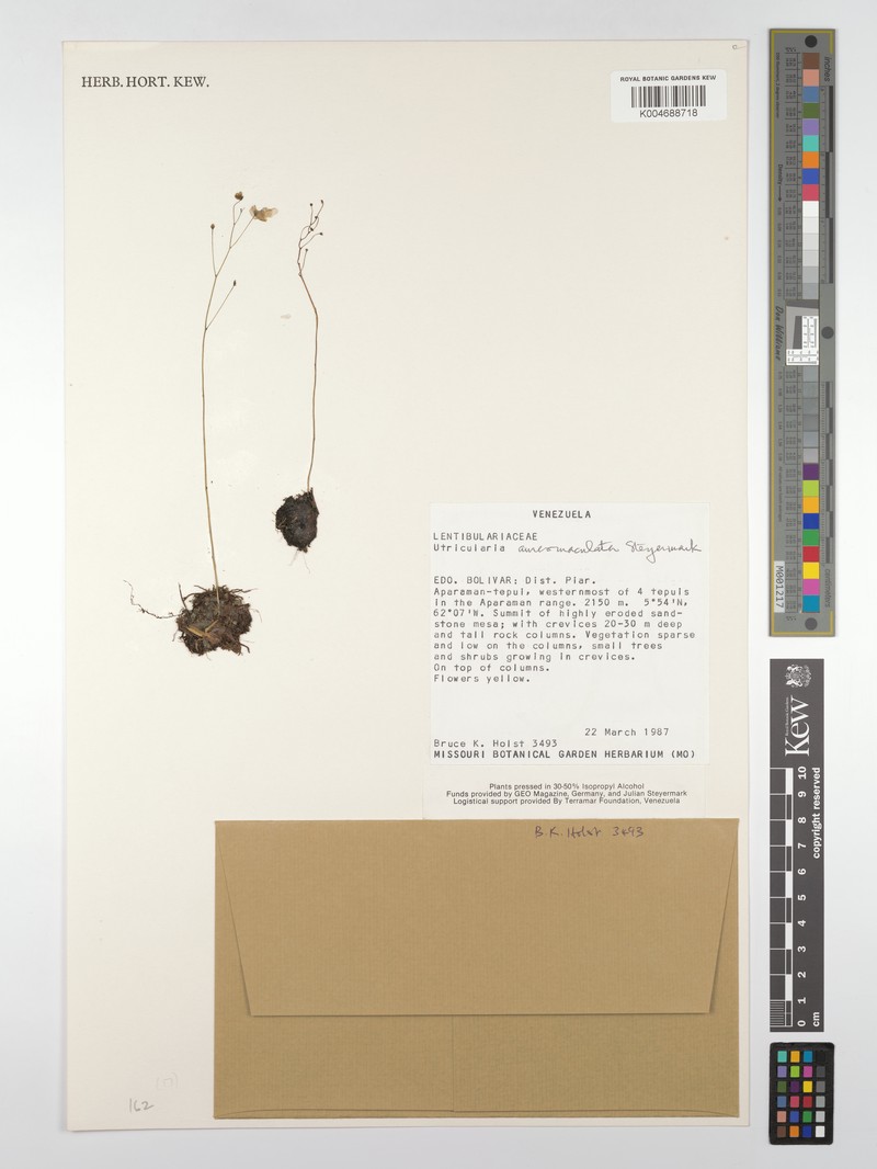 Utricularia aureomaculata photo 4
