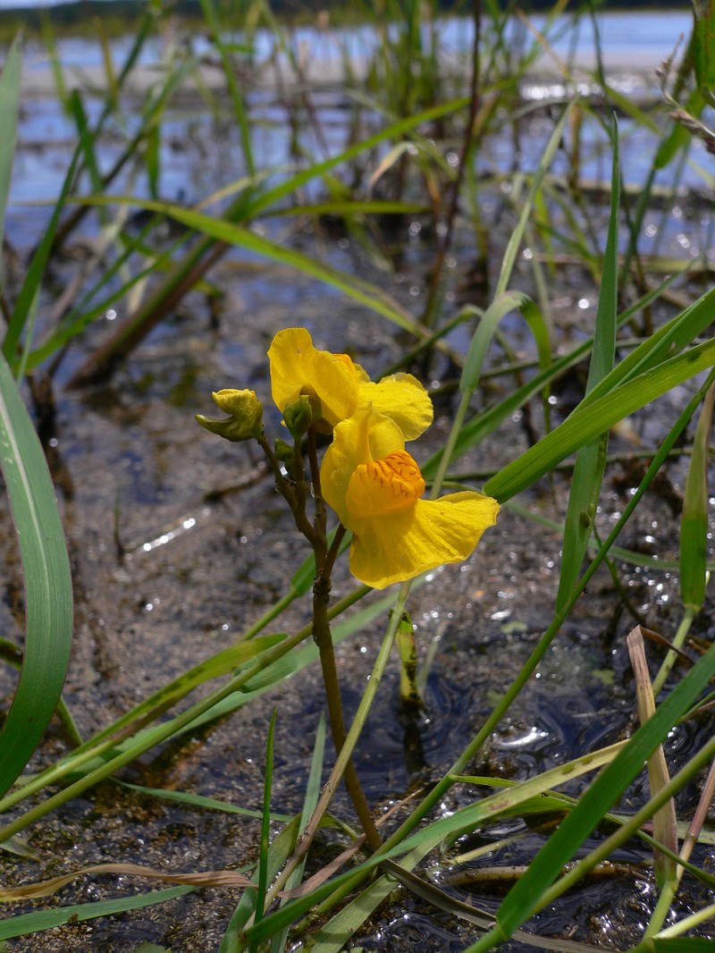 Utricularia australis
