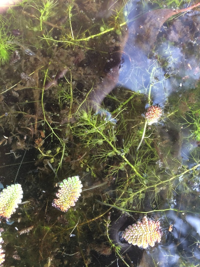 Utricularia australis photo 2