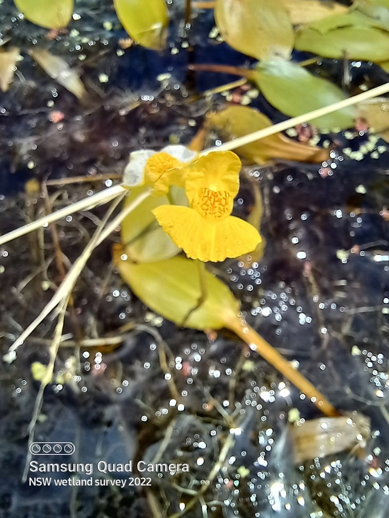Utricularia australis photo 3