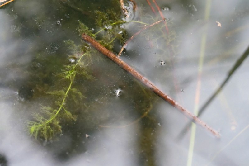 Utricularia australis photo 4