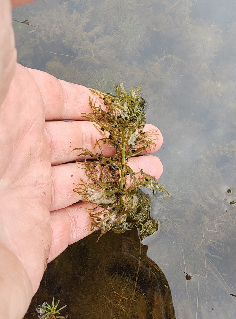 Utricularia australis photo 5