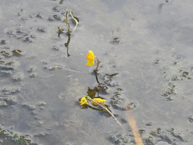 Utricularia australis photo 6