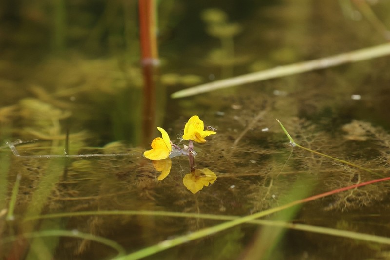 Utricularia australis photo 7