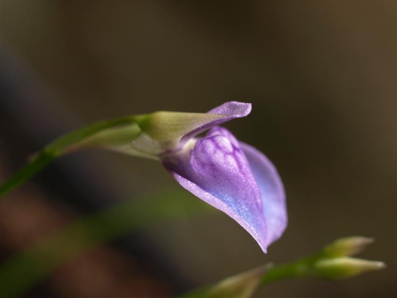 Utricularia babui