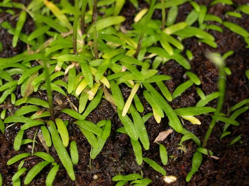 Utricularia babui photo 2