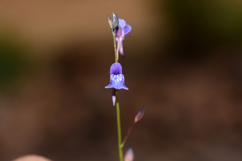 Utricularia babui photo 3