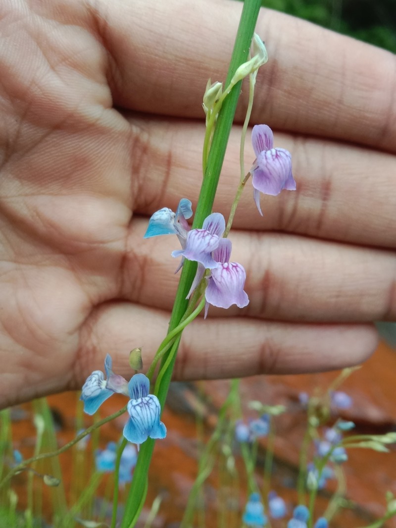 Utricularia babui photo 4