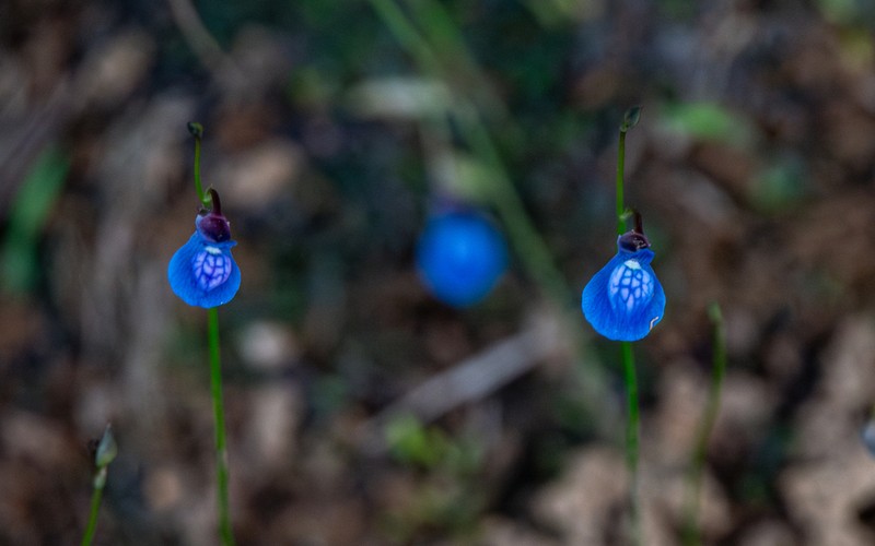 Utricularia babui photo 5