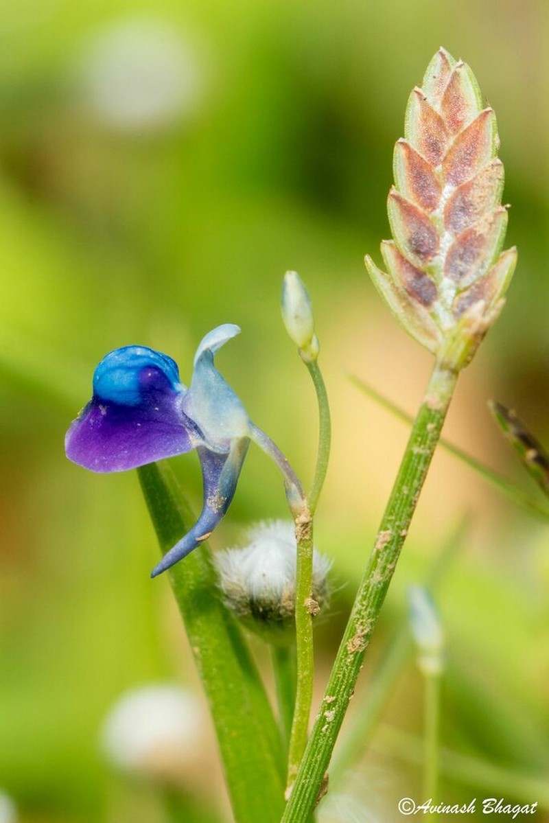 Utricularia babui photo 6