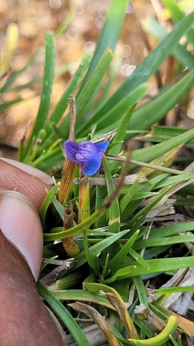 Utricularia babui photo 7