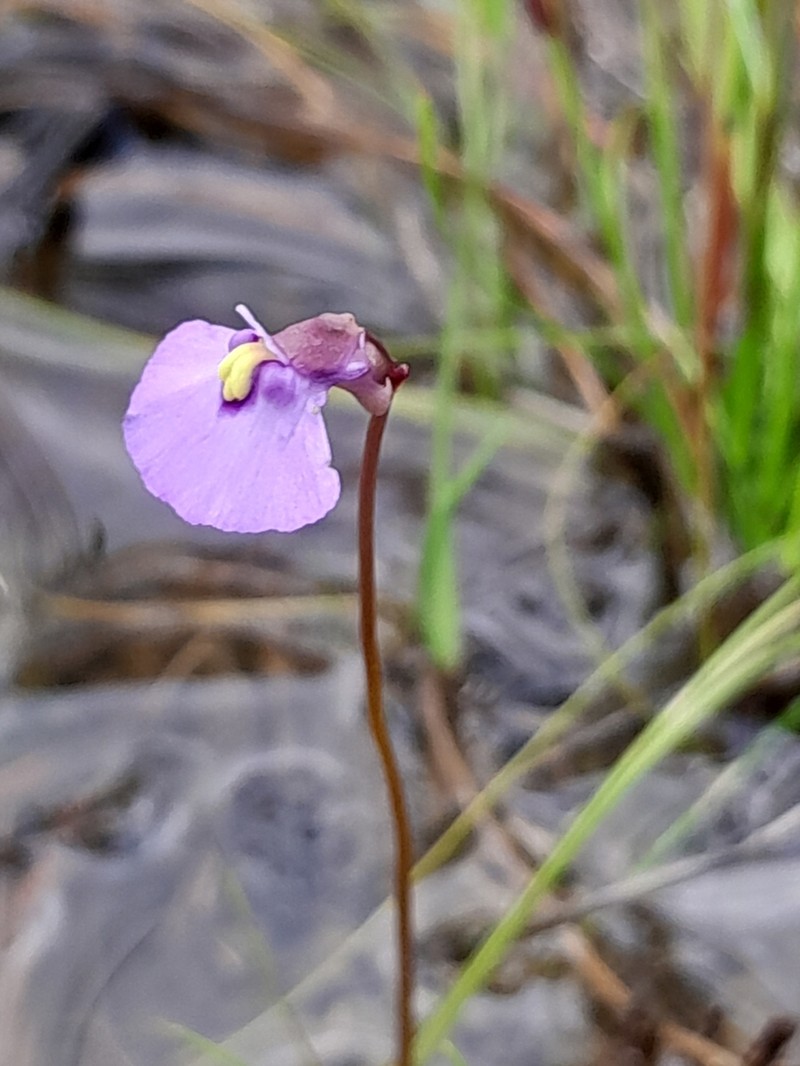 Utricularia barkeri