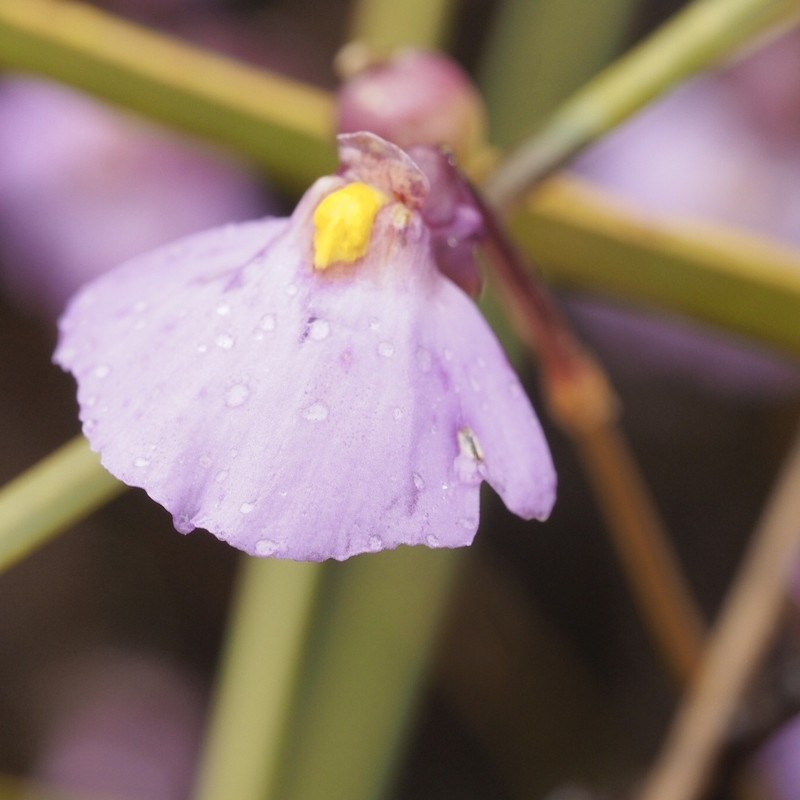 Utricularia barkeri photo 2