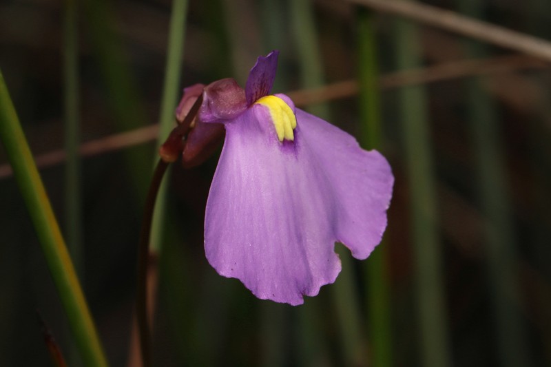 Utricularia barkeri photo 3