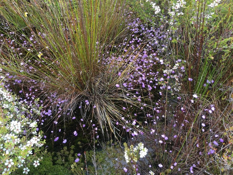 Utricularia barkeri photo 4