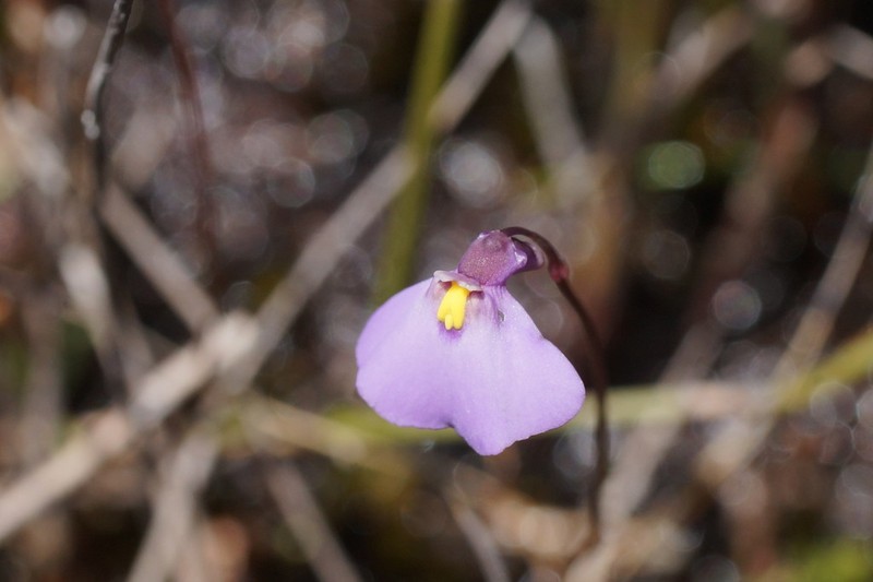 Utricularia barkeri photo 5