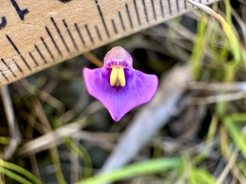 Utricularia barkeri photo 6