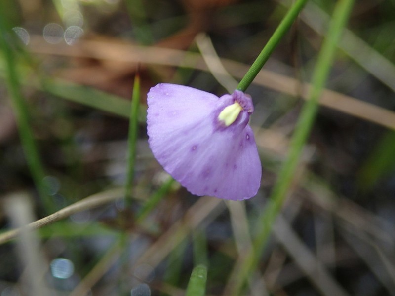 Utricularia barkeri photo 7