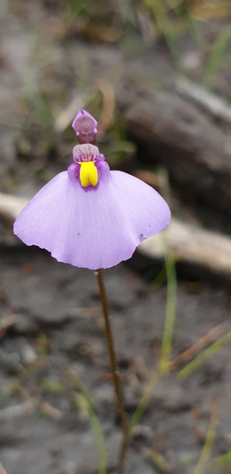 Utricularia barkeri photo 8