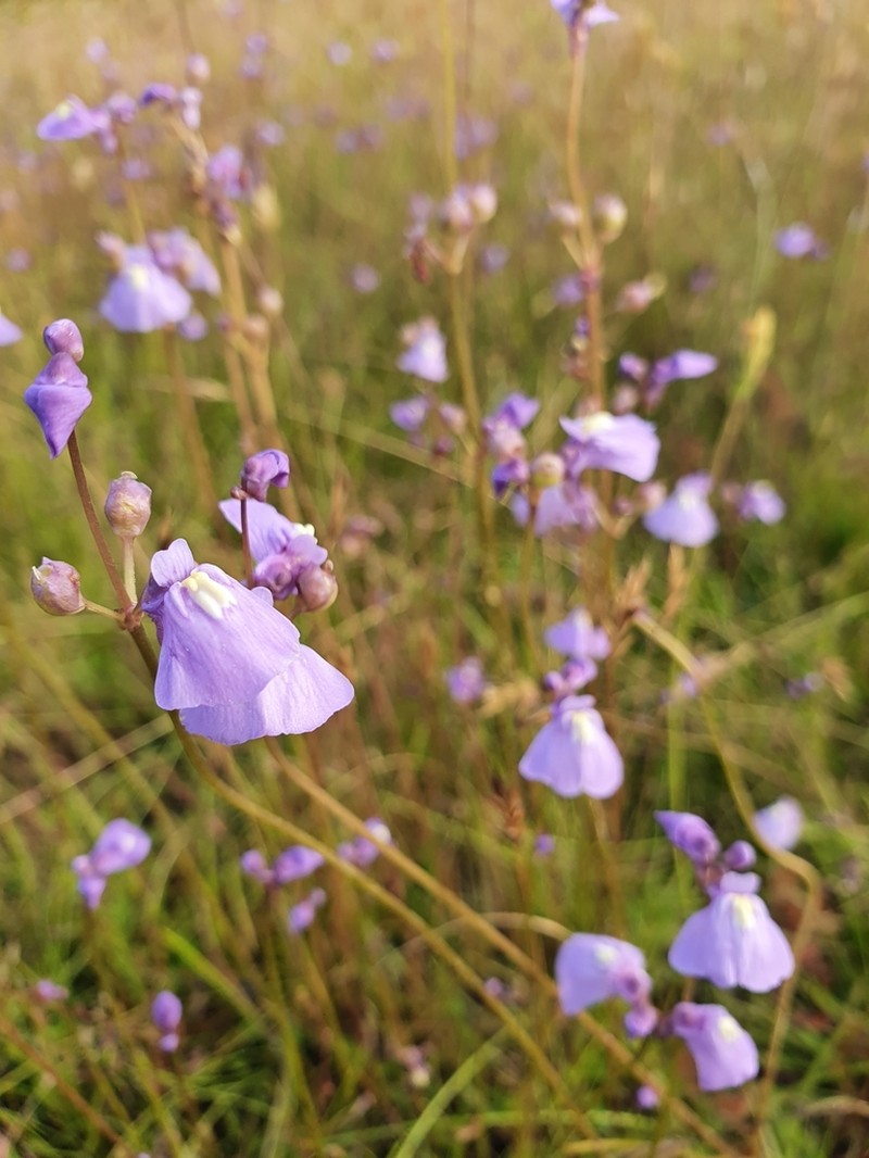 Utricularia beaugleholei
