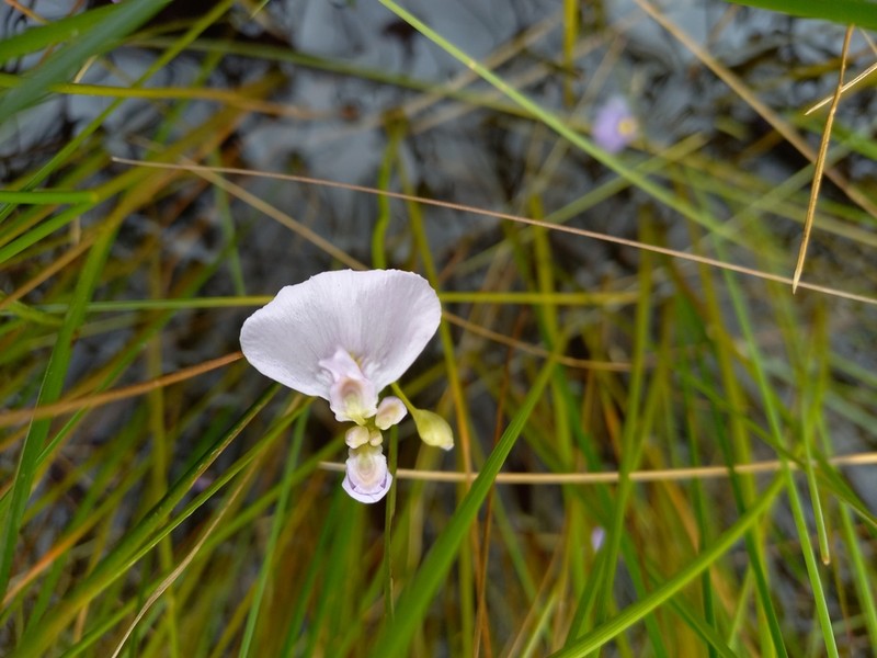 Utricularia beaugleholei photo 2