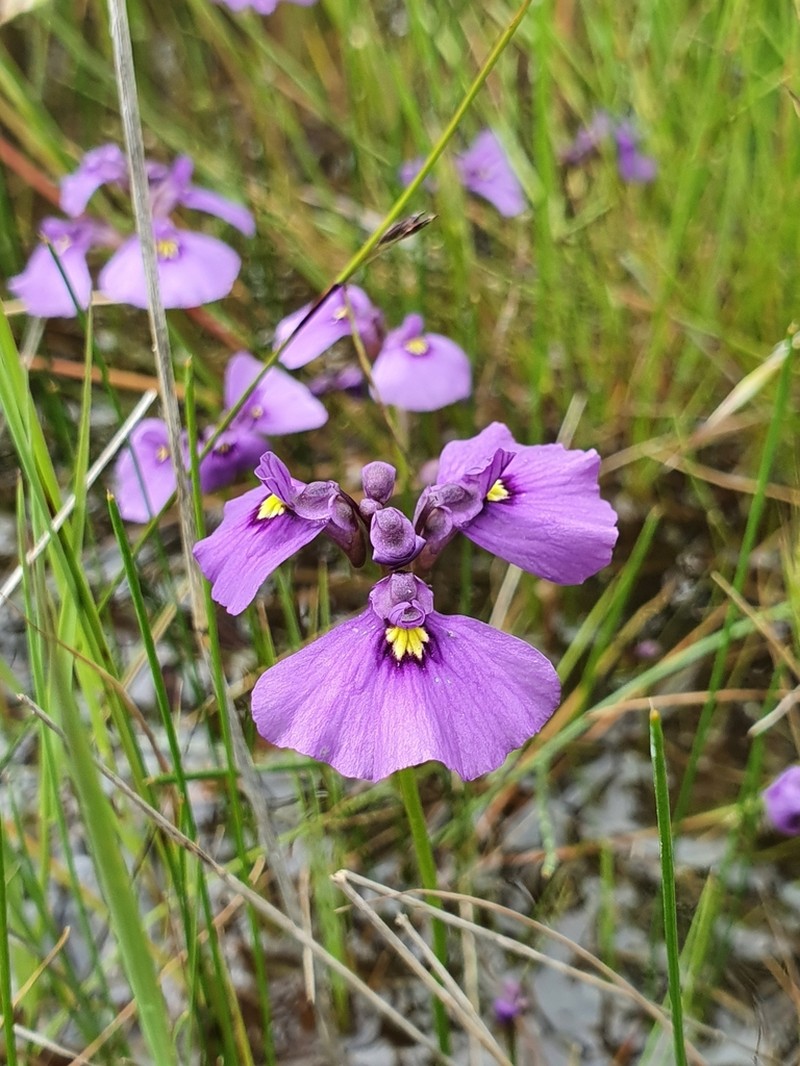 Utricularia beaugleholei photo 3