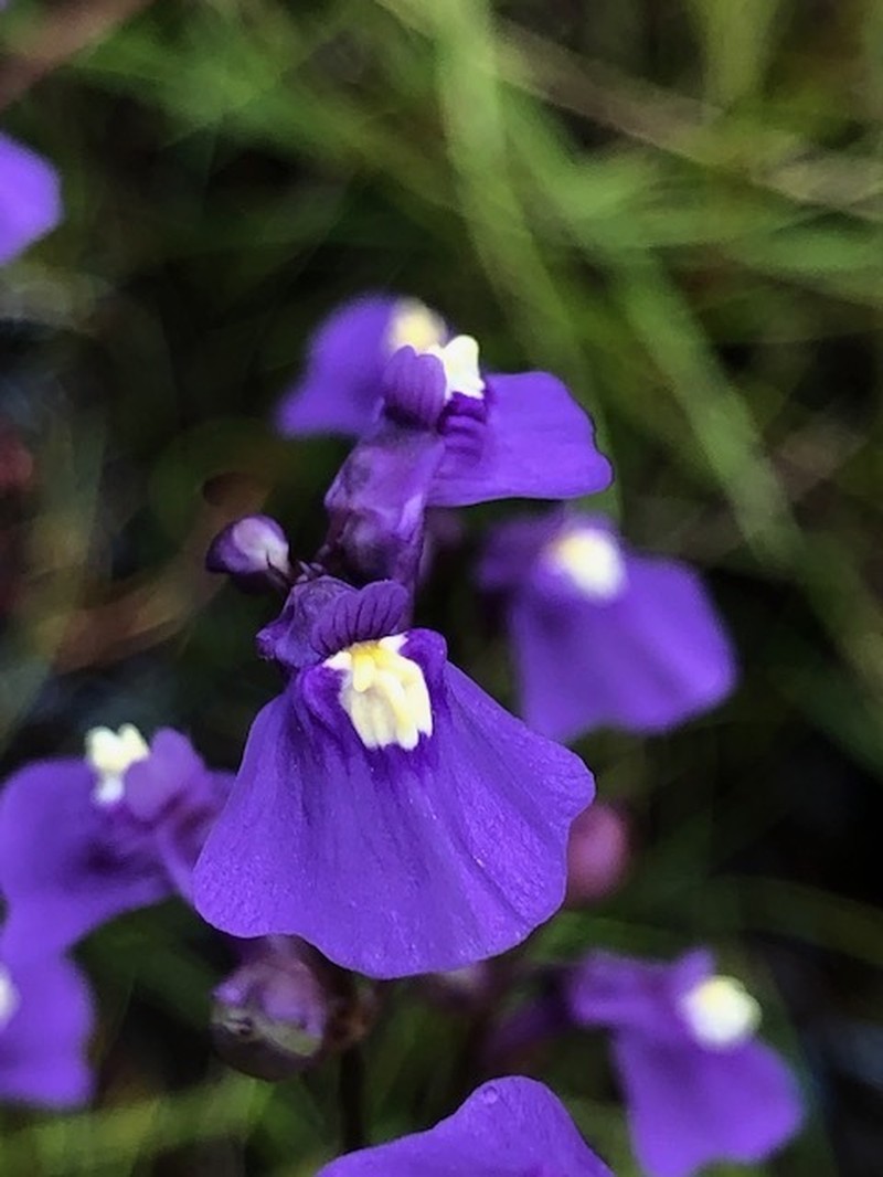Utricularia beaugleholei photo 4