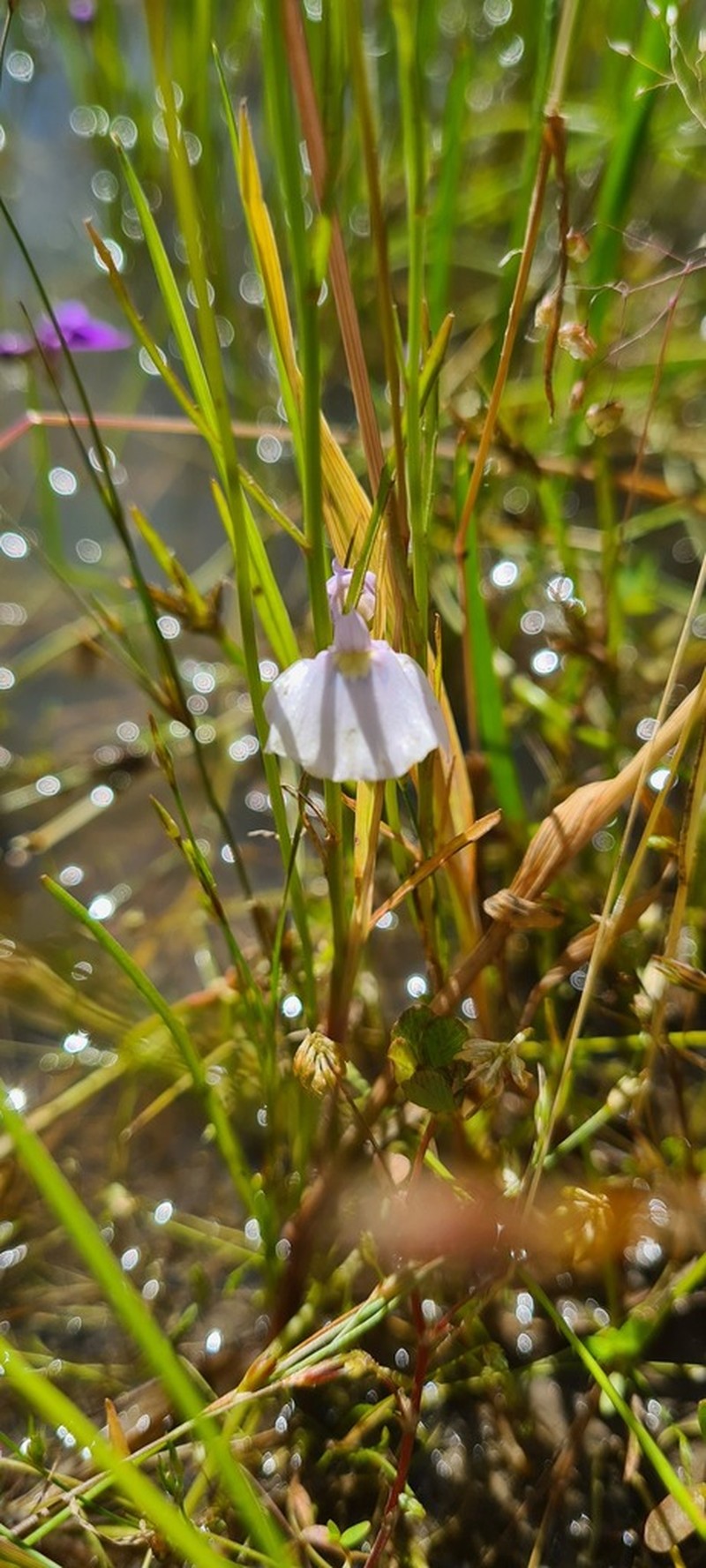 Utricularia beaugleholei photo 6